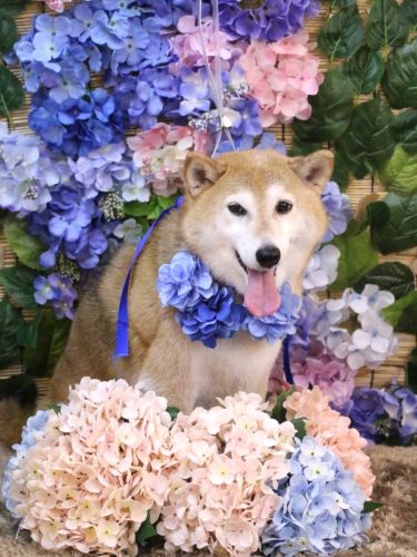 20250624こはるちゃん